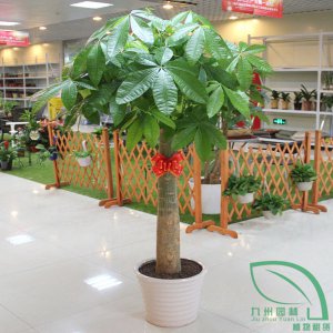 單桿發(fā)財(cái)樹(shù)